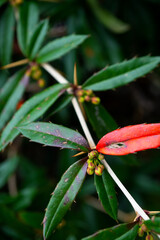Branch of the green and red leaves of the tree.
