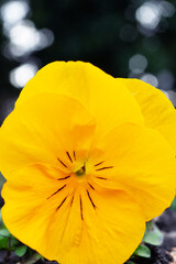 Beautiful white, purple, yellow pansies flowers