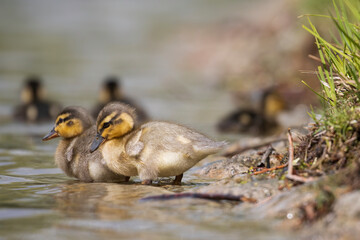 Baby Enten am Ufer