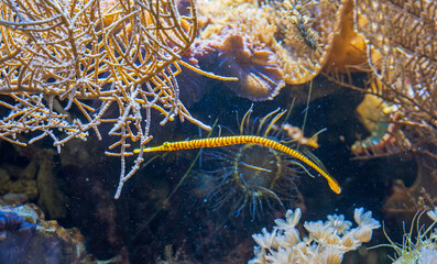 Faszinierende Unterwasserwelt