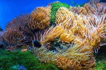 Fototapeta na wymiar Faszinierende Unterwasserwelt
