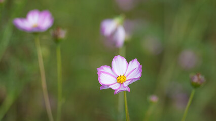 purple crocus flowers