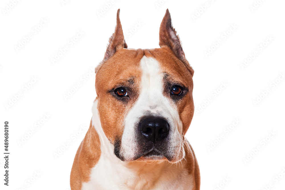 Canvas Prints dog american staffordshire terrier brown color closeup isolated on white background