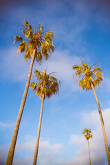 palm tree on sunny day with blue sky background.