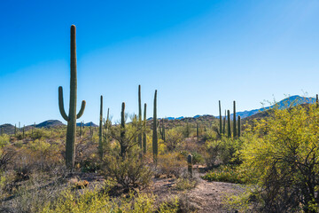 Fototapeta na wymiar Saguaro national park on sunny day,Arizona,usa.