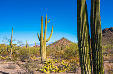 Saguaro national park on sunny day,Arizona,usa.