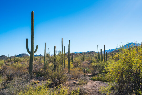 Saguaro national park on sunny day,Arizona,usa. © checubus