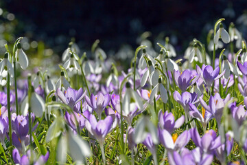 Krokusse und Schneegl&ouml;ckchen im Beet