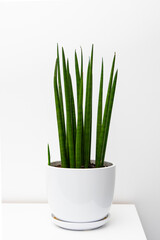 Sansevieria home plant  home decoration on white shelf.