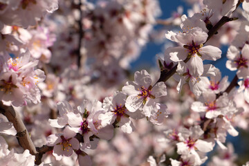 Almendro en flor