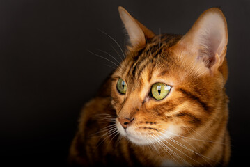 The head of a Bengal cat on a black background, looks to the side.