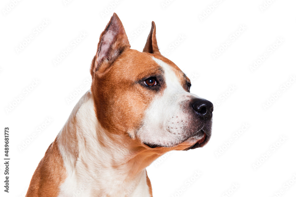 Poster dog american staffordshire terrier brown color looking sideways closeup isolated on white background