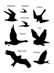 Birds fly. Vector black drawing silhouette image set.