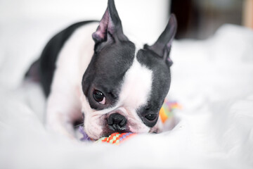 Funny Boston Terrier is playing with a colored toy on the bed in the bedroom at home. The dog is happy and contented