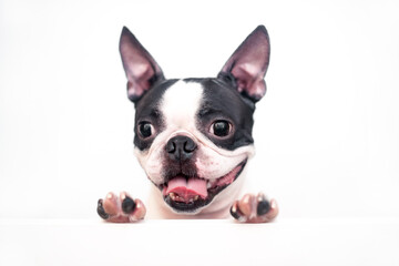 A curious and funny Boston Terrier dog with a cheerful wide smile looks out and peeps from a white...