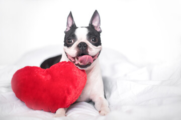 contented and happy young Boston Terrier dog is sitting on a snow-white bed with a smile and a soft red heart. The concept of love, wedding and Valentine's day