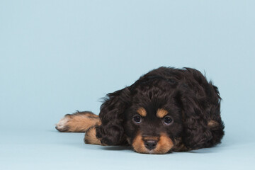Tricolored cavapoo puppy laying on a blue background