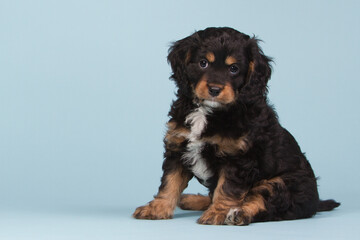 Beautiful tricolored cavapoo puppy on a blue background