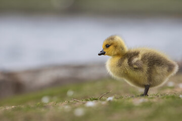 Baby Gans