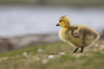 Baby Gans