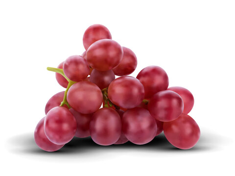Red grapes vector illustration