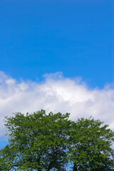 青空と緑の木立