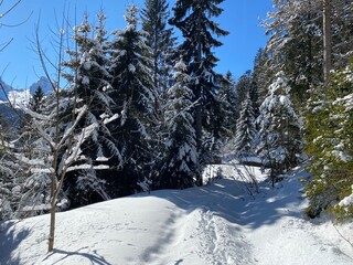 Alpine forest trails in a typical winter environment and under deep fresh snow cover on the Alpstein mountain massif and in the Swiss Alps - Alt St. Johann, Switzerland (Schweiz)