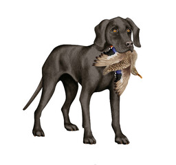 chien, animal de compagnie, braque de weimar, noir,  gibier, colvert, mal, femelle, à poil court, animal, brun, chiot, canidé, isolé, braque, joli, race, blanc, portrait, mammifère, chien de rapport, 