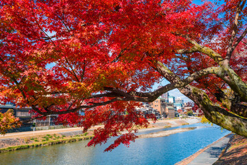 京都　鴨川の紅葉