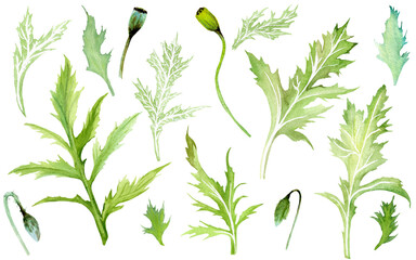 Set of watercolor illustrations with green leaves and flowers for wedding stationery, congratulations, background