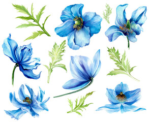 Collection of blue botanical poppy flowers. Wild flower spring. Watercolor drawing.