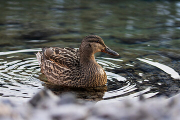 Ente auf Wasser