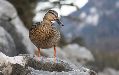 Ente auf Felsen