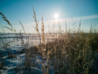 Obraz premium selective focus of field of dry grass covered by snow in sunshine