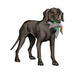 Fototapeta premium chien, animal de compagnie, braque de weimar, noir, gibier, sarcelle , mal, femelle, à poil court, animal, brun, chiot, canidé, isolé, braque, joli, race, blanc, portrait, mammifère, chien de rapport