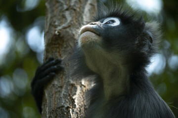 Langurs à lunettes ou langurs obscurs (spectacled langur) dans une forêt tropicale en Thaïlande au regard expressif
