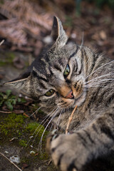 Obraz premium A tabby cat lies on the ground outside, curious and alert. The cat is playing with a branch in its paws with a funny expression. 