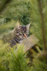Naklejka na ściany i meble A tabby cat sits curiously and attentively in the garden. In the foreground a blurred plant and behind it sits the cat. 
