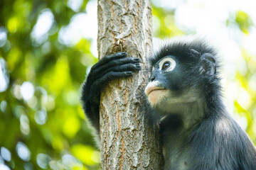 Langurs à lunettes ou langurs obscurs (spectacled langur) dans une forêt tropicale en Thaïlande au regard expressif