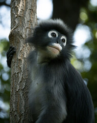 Langurs à lunettes ou langurs obscurs (spectacled langur) dans une forêt tropicale en Thaïlande au regard expressif