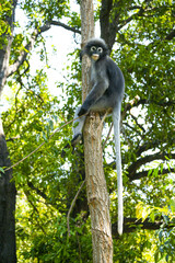 Langurs à lunettes ou langurs obscurs (spectacled langur) dans une forêt tropicale en Thaïlande au regard expressif