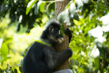 Langurs à lunettes ou langurs obscurs (spectacled langur) dans une forêt tropicale en Thaïlande au regard expressif