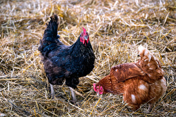 Two hens, black and brown, are walking in the garden.