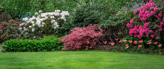 Klon palmowy na wiosennej rabacie wśród kwitnące rododendronów - obrazy, fototapety, plakaty