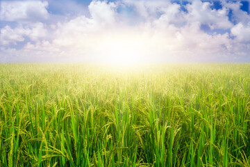 Fototapeta na wymiar Paddy rice grains in rice field against blue sky background and sun rays.