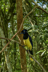 Bird in Iguazù waterfall