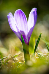 close up view of purple blooming crocus