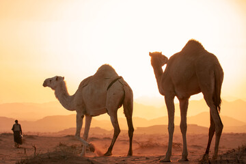 Fototapeta na wymiar shepherd camel