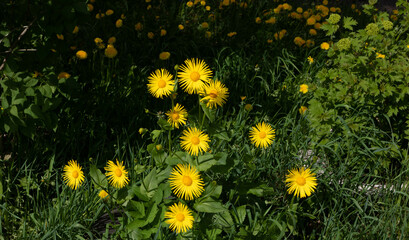 Obraz premium Yellow aster flowers doronicum oriental on a flowerbed on a bright sunny day
