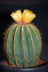 yellow blooming cactus - Notocactus magnificus